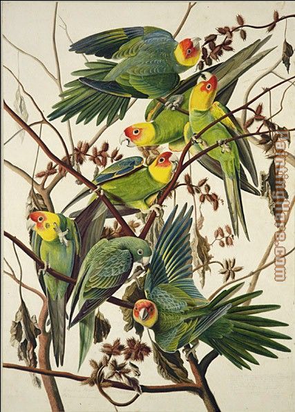 Carolina Parrot painting - John James Audubon Carolina Parrot art painting